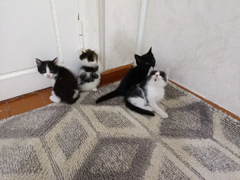 Kotyata, Mushuk котята мушук — фото 2