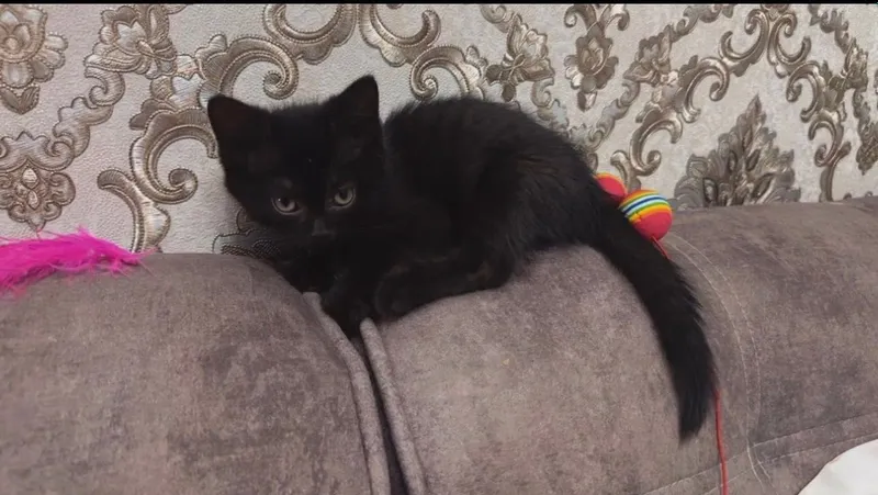 Котейки в любящую семью 5 Котейки в любящую семью 5
