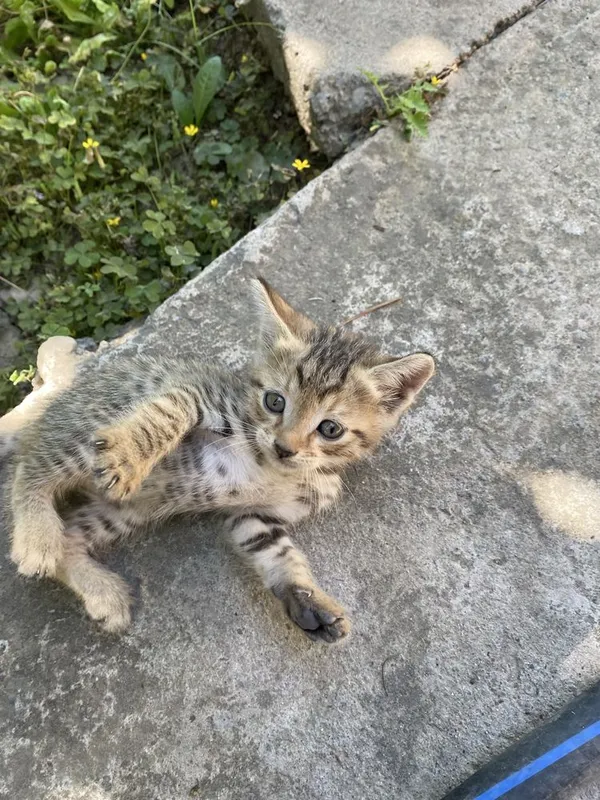 Бесплатно котята — фото 2 Бесплатно котята — фото 2