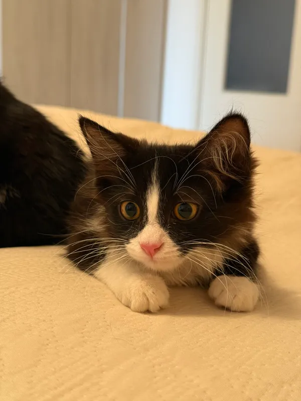 Котята в добрые руки! 2