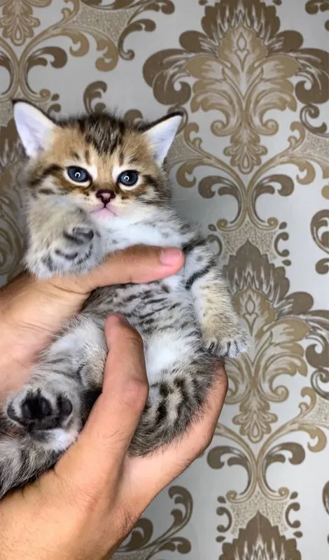 Продаются милые шотландские котята — фото 2
