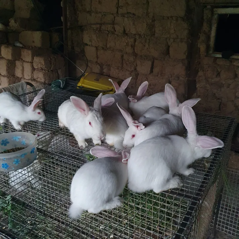 Hikol quyonlar sotiladi bitta oila 4