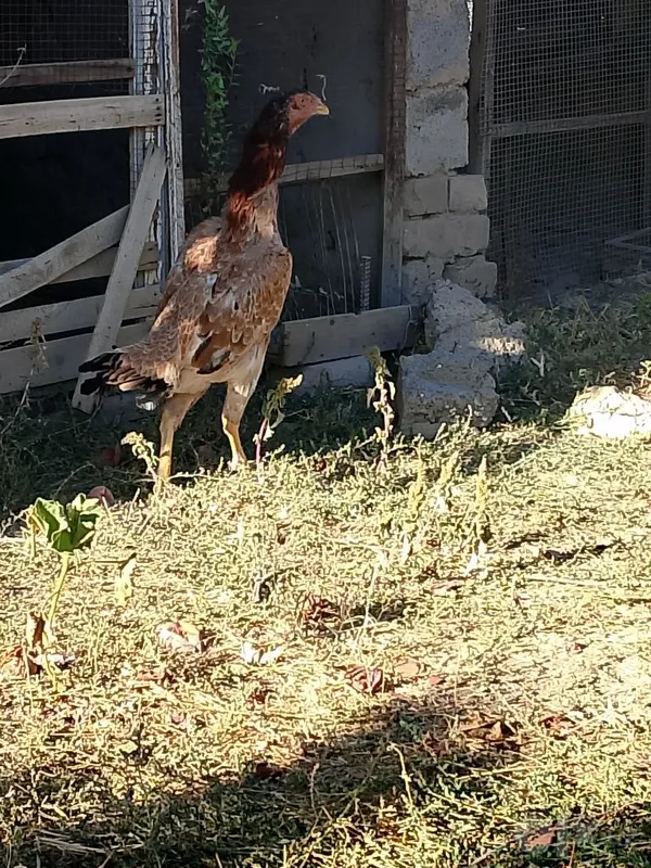 Dakan tovuq sotiladi zotli 1 yillik boldi 5 Dakan tovuq sotiladi zotli 1 yillik boldi 5