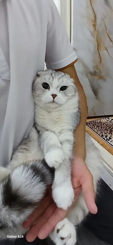 Scottish fold 1 yarm yosh ogl bola 2 Scottish fold 1 yarm yosh ogl bola 2
