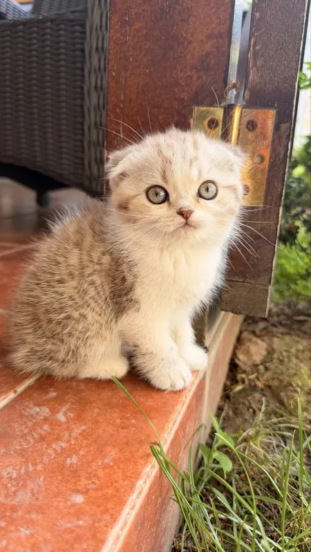Котёнок 2,5месяца породистый вислоухий
