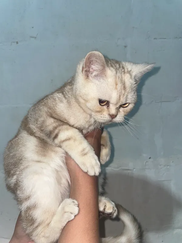 Кошка продаётся, от 100$, можете выбрать, договоримся 1 Кошка продаётся, от 100$, можете выбрать, договоримся 1