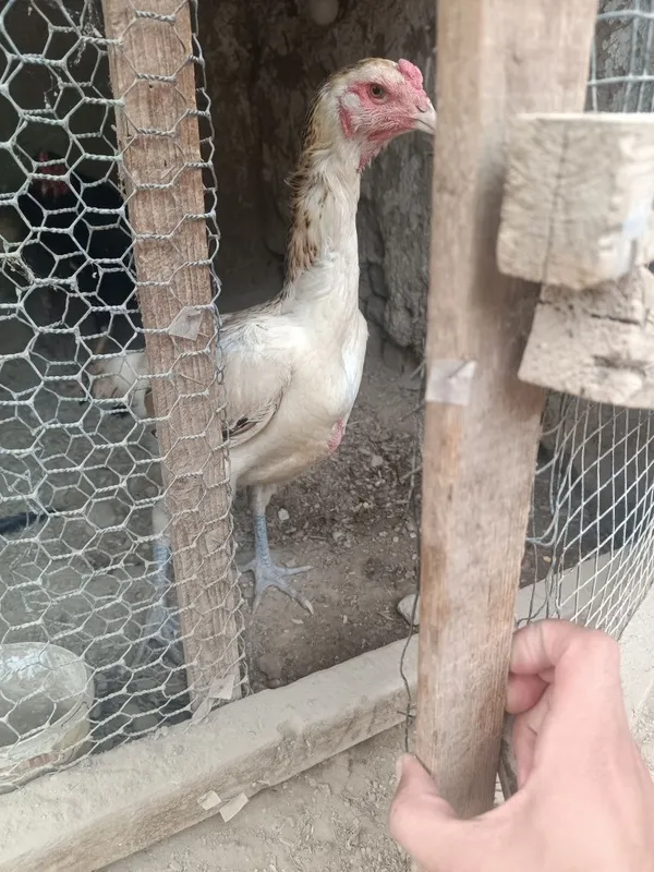 Paroda tavuq kuk ayoq daken