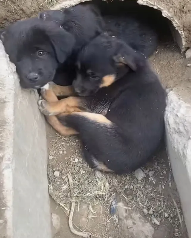 Щенки только в Добрые Руки! 2