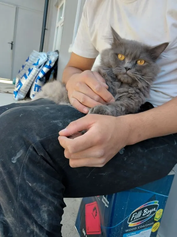 Shatlantskiy stray helind 1 Shatlantskiy stray helind 1