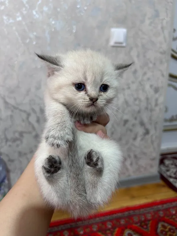 Продаются котята / Мушук болалари сотилади — фото 4