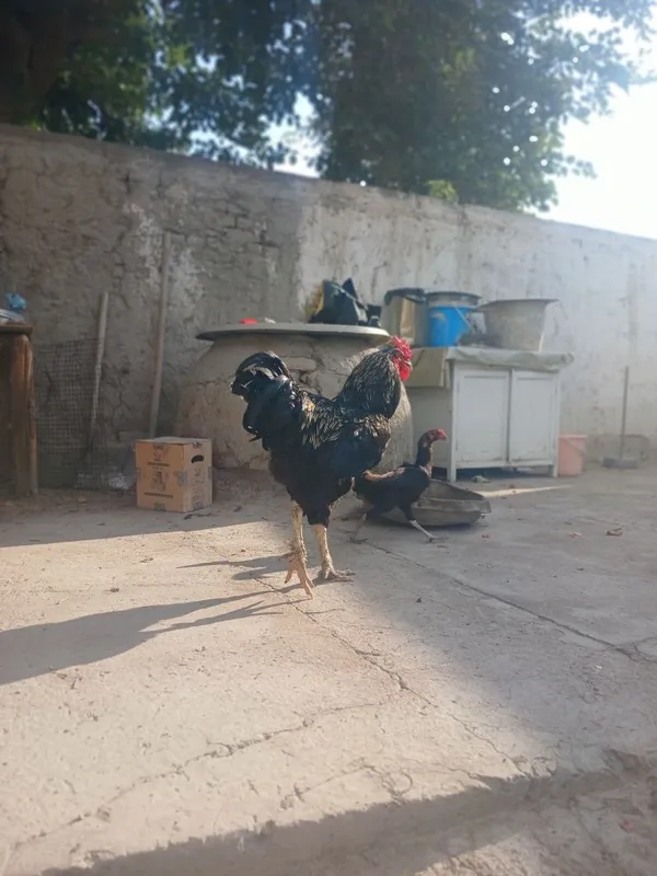 Jersi zotli xoroz sotiladi gigant paroda — фото 1