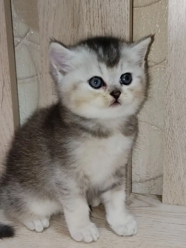Продаются очаровательные котята — фото 1