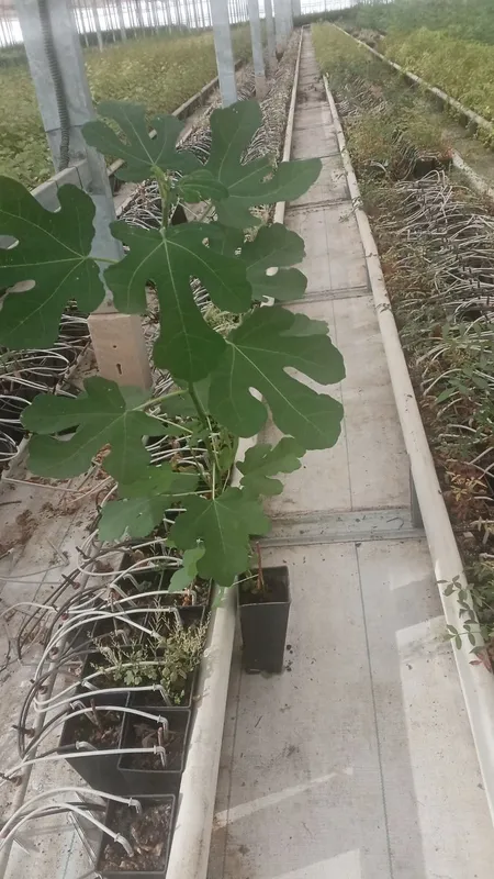 Brown Turkey Anjir Koʻchatlari Sotiladi 2 Brown Turkey Anjir Koʻchatlari Sotiladi 2