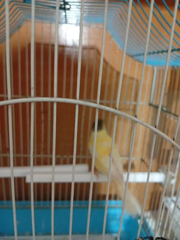 Продаётся канарейки 3