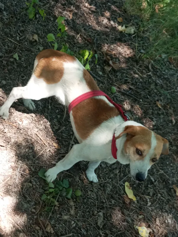 jack rassel teryer вязка qochirish erkak 2