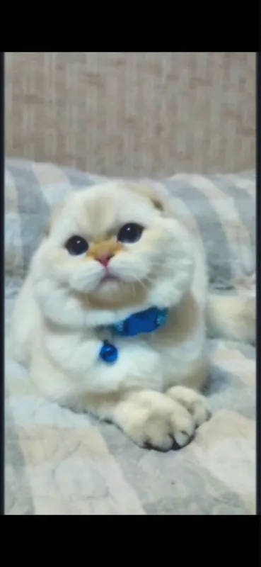Sifatli, zotdor mushuklar sotiladi. Scottish fold, Britan zotlari 8 Sifatli, zotdor mushuklar sotiladi. Scottish fold, Britan zotlari 8