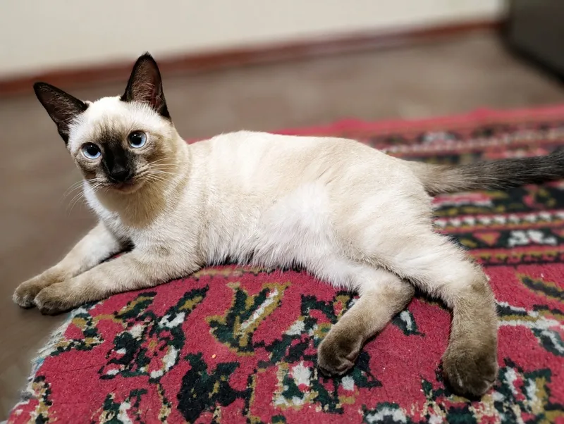 ПРОДАЁТСЯ СИАМСКИЙ КОТ!🌟
📆 Возраст: 5 месяцев
😺 2 ПРОДАЁТСЯ СИАМСКИЙ КОТ!🌟
📆 Возраст: 5 месяцев
😺 2