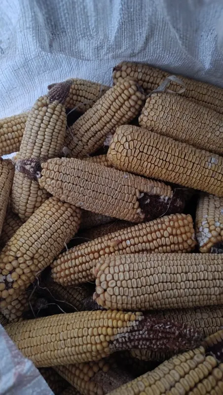 Makka yerga ekishga