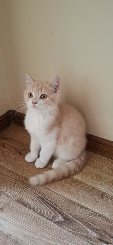 отдам котят в хороший руки