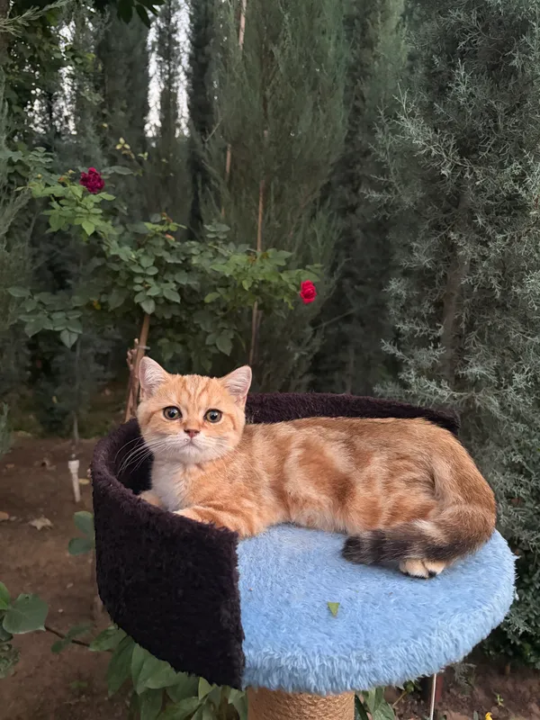 Oltin shinshilla zotidagi mushukchalar 3 Oltin shinshilla zotidagi mushukchalar 3