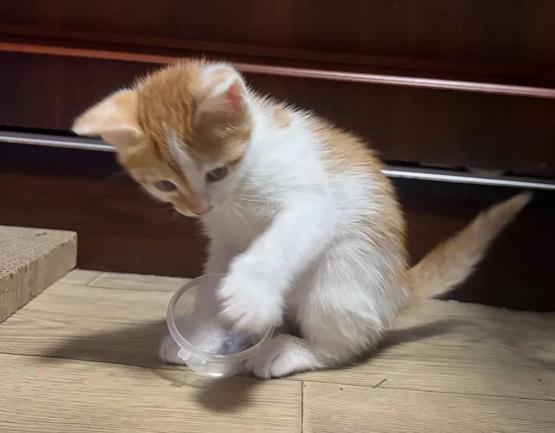 Котята в добрые руки 4
