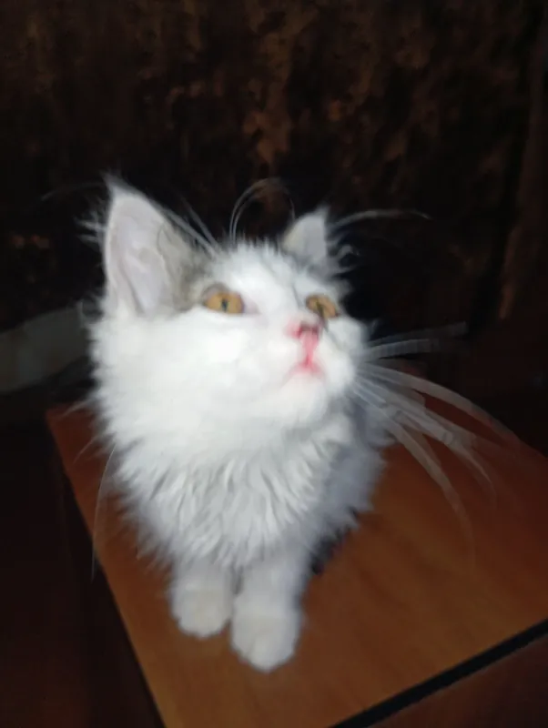 Отдам хороший руки котенка.