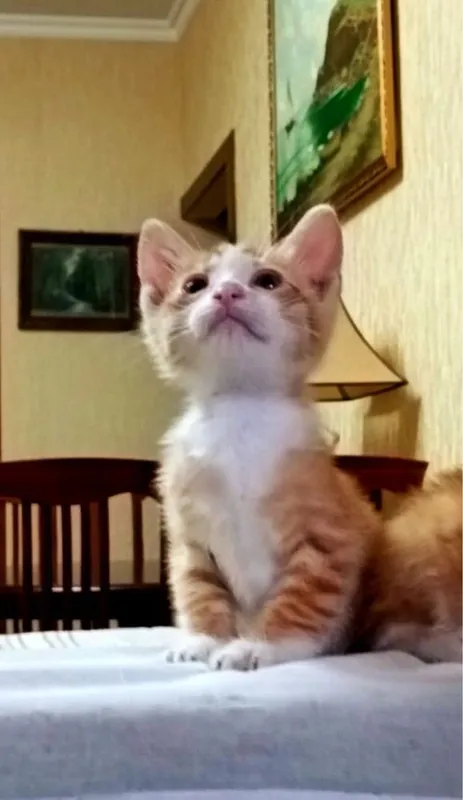 Отдаем котят чистенькие 6 Отдаем котят чистенькие 6