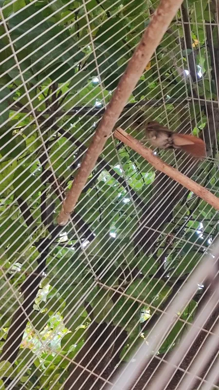Bulbul sotiladi narxi 400000 min 2