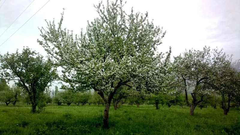 Dexqon kerak srochno