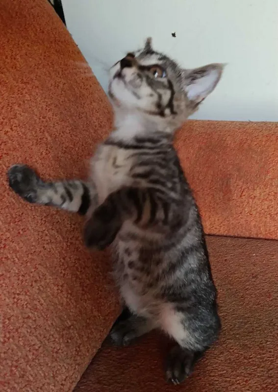 Котята в добрые руки! Смотрите фото. Смотрите другие объявления автора — фото 5
