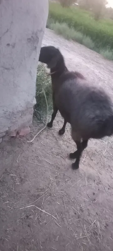 Buĝoz qoy sotladi 3