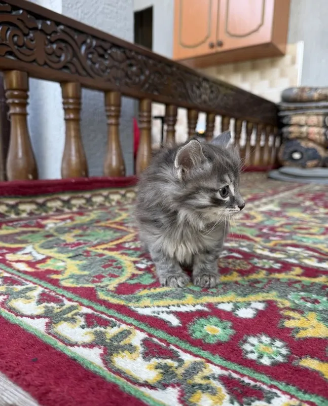 Котята даром ттз кирпичный завод 2