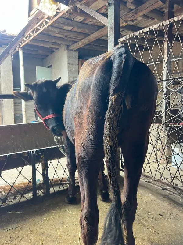 Gunajinlar sotiladi 6
