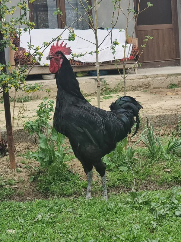 Gigant qora shaxzoda — фото 1