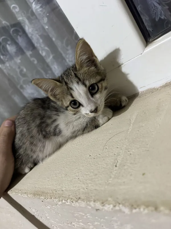 Котята домашниее 4 Котята домашниее 4