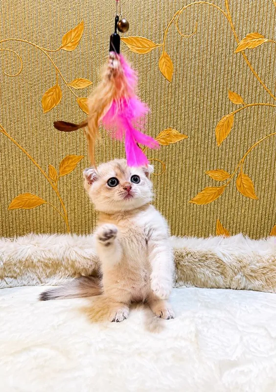 Манчкин Munchkin ellit