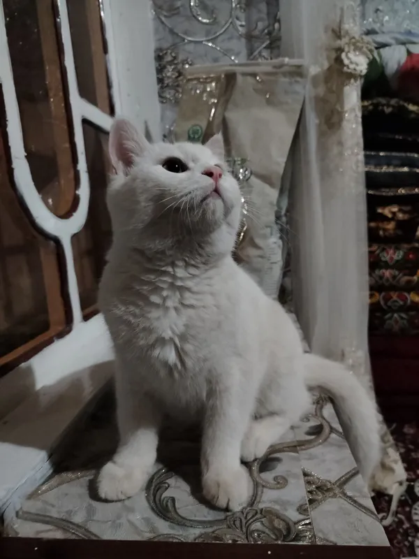 Scottish fold va shinshila o'g'ilchasi — фото 1