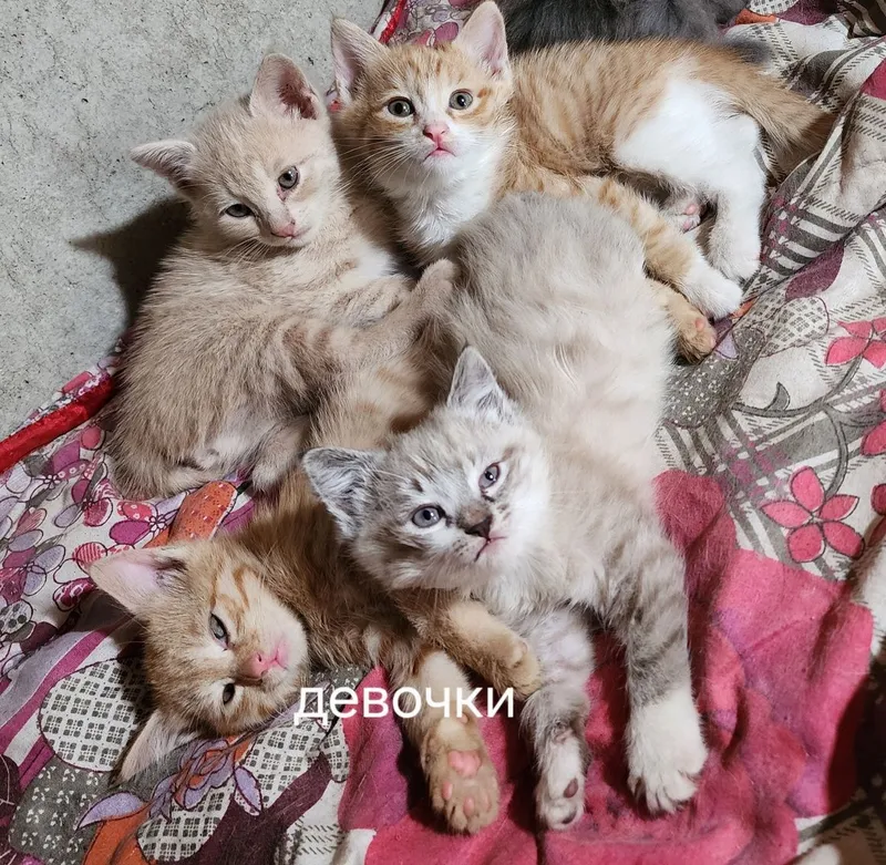 Самарканд. Домашняя кошечка — фото 2