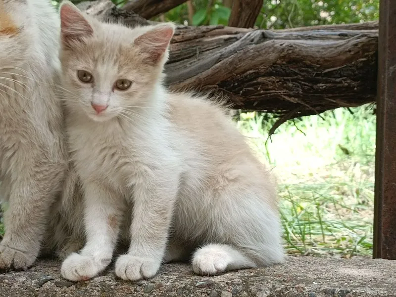 Отдам котенка, мальчик — фото 3