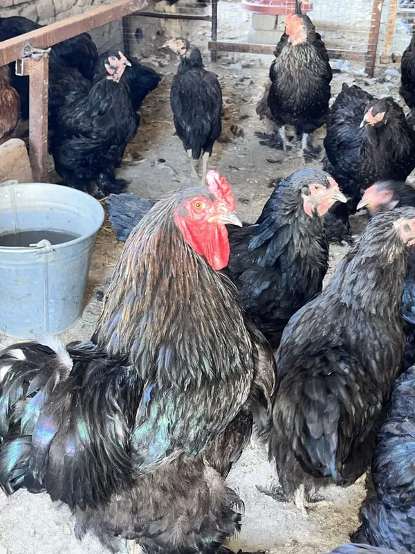 Birama tovuq xòrozlar sotiladi 2 Birama tovuq xòrozlar sotiladi 2