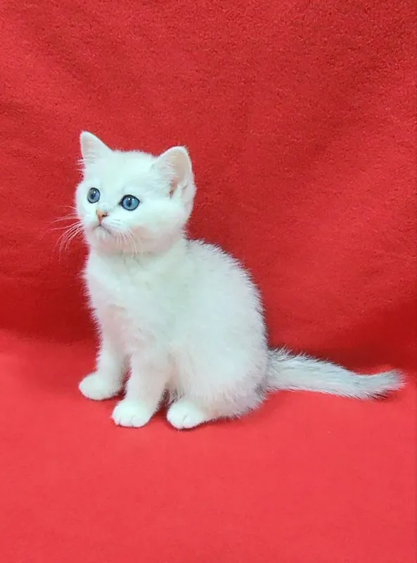 скоттиш страйт девочка — фото 2