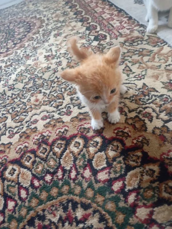 Котята 2 Котята 2