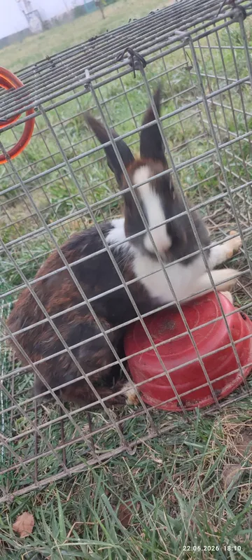 Quyon sotiladi,bitta erkegi ikkita ayoli(qornida bolasii bor) tug'ada 2