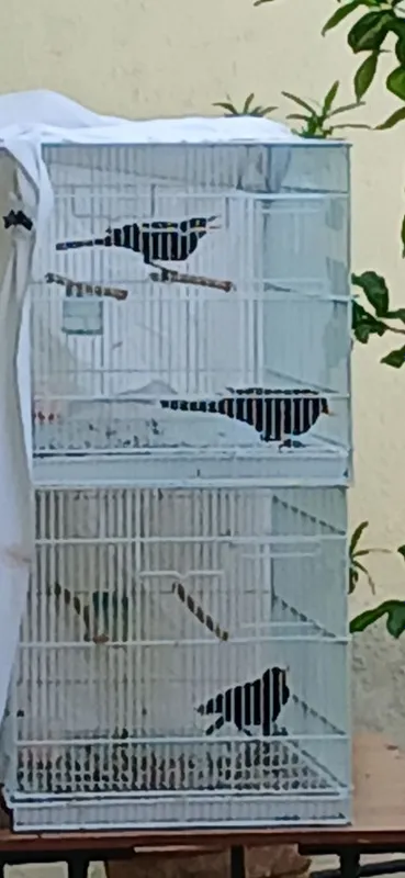 Қора шақ шақ сайроқи