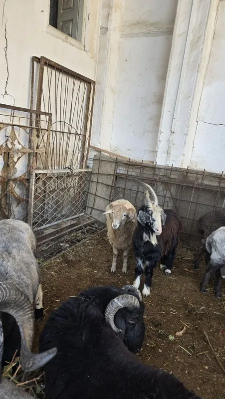 Tagallar tez va arzon narzda sotiladi — фото 4