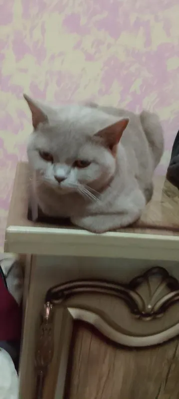 Продаю кошку британская кошка — фото 3