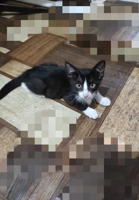 Пристраиваются котята — фото 3