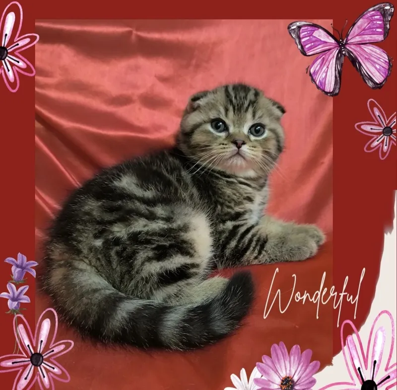 Срочно не дорого продаются котята! — фото 1