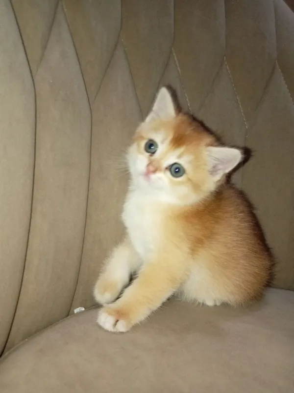 Продам Британские котята шиншилла — фото 2 Продам Британские котята шиншилла — фото 2