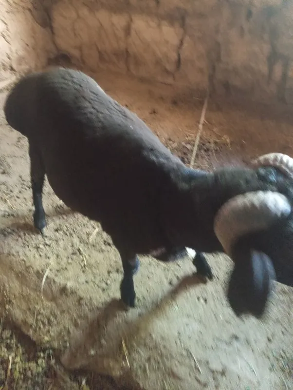 Qochqor sotiladi 3
